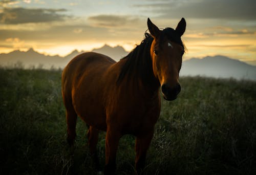 Kostnadsfri bild av brun, djurfotografi, grässlätt