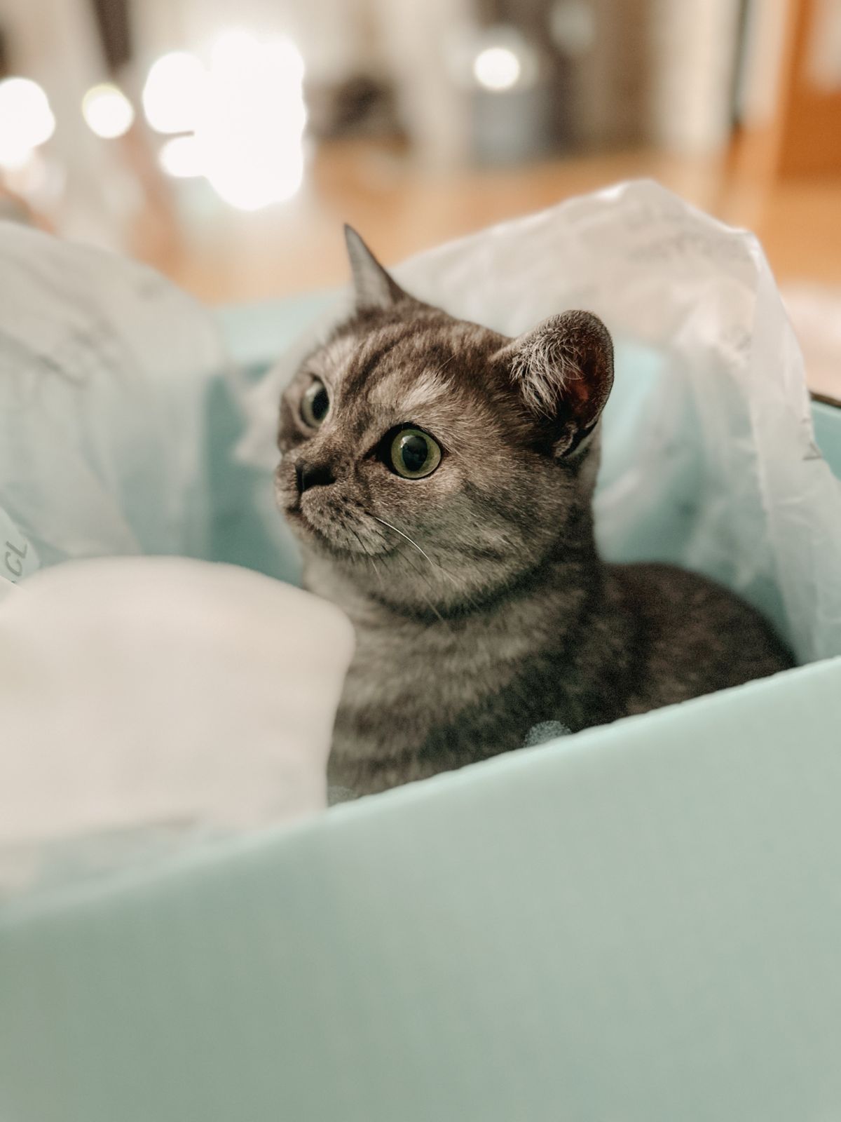 一只灰猫趴在床上，熟悉的环境能让宠物在主人离开时更稳定