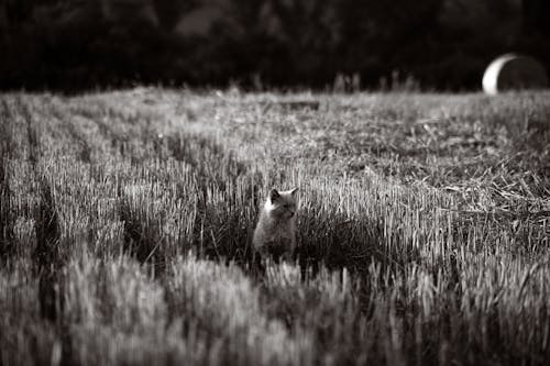 Gratis stockfoto met achtergrond, dierenfotografie, huisdier