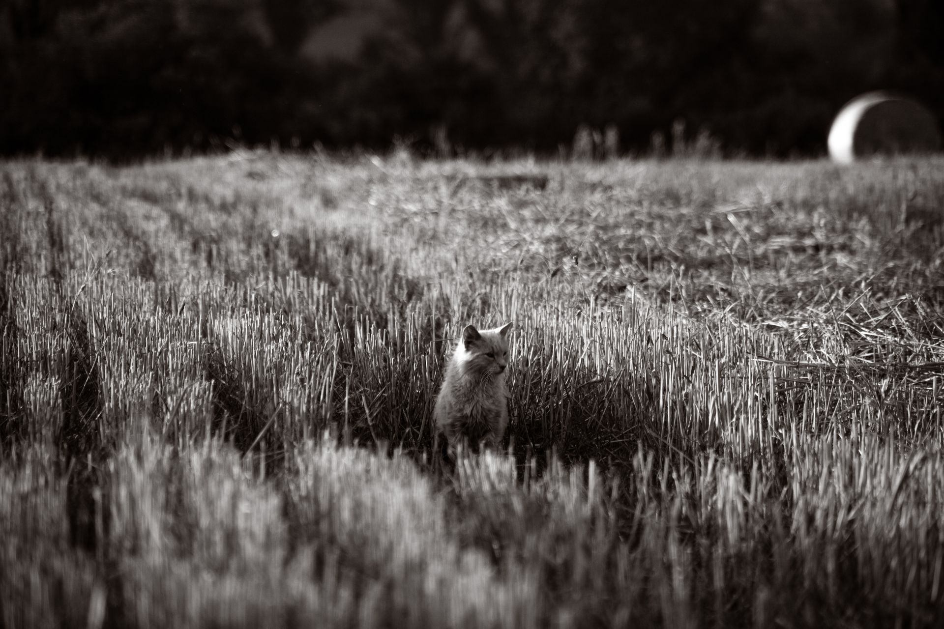 Black and white photo of a solitary cat in a rural field, captured at twilight.