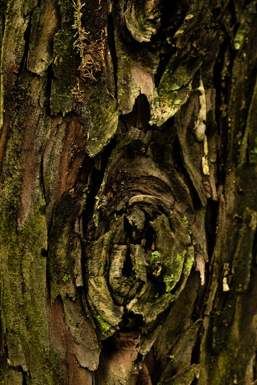 De franc Foto d'estoc gratuïta de arbre, escorça, molsa Foto d'estoc
