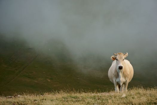 A lone cow standing in a misty pasture, creating a serene and atmospheric rural scene.
