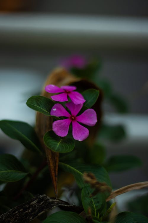 Foto profissional grátis de flor, natureza