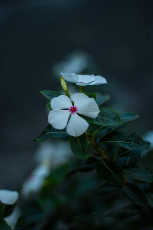 Foto profissional grátis de flor, natureza