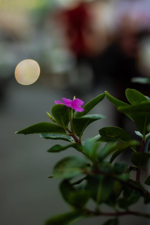 Foto profissional grátis de flor, natureza