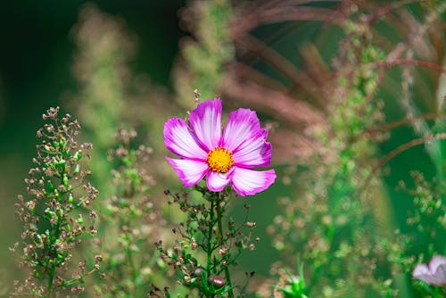 Foto profissional grátis de cosmo, fechar-se, flor