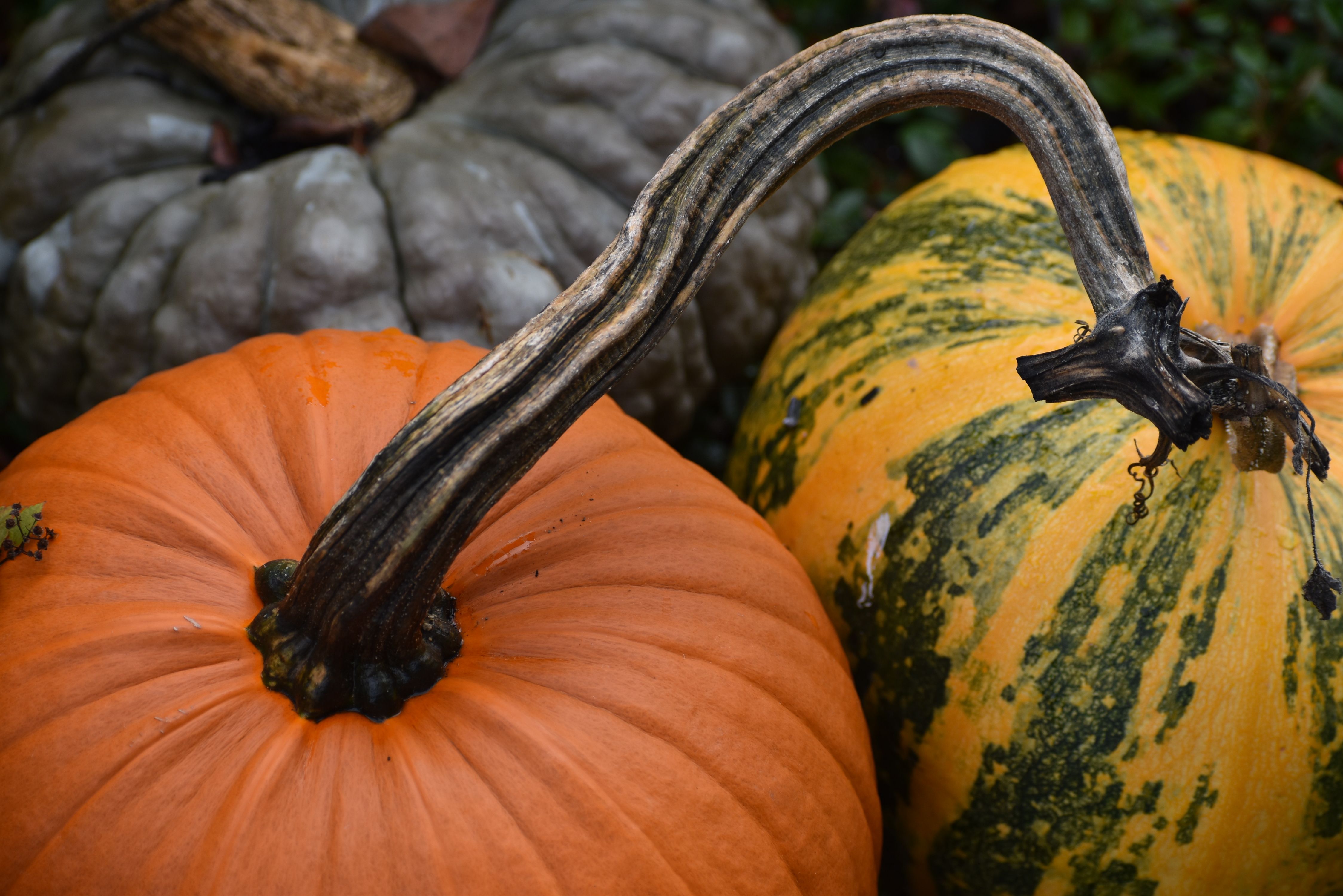 harvesting winter squash with stem