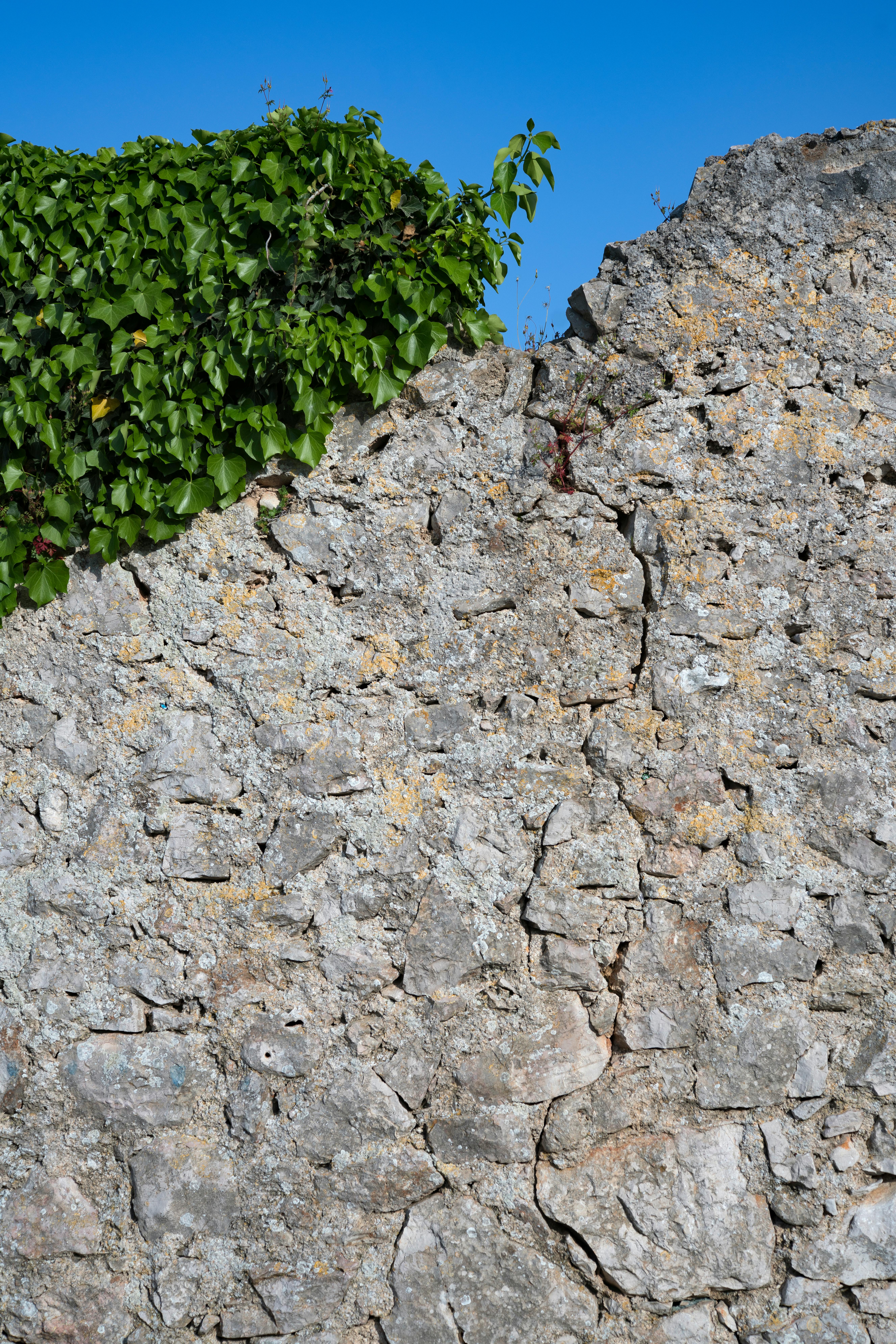 Free stock photo of stonewall wall break ivy crack
