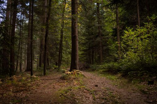 Free Explore a serene forest trail in Myślenice, Poland, captured in vibrant green tones. Stock Photo