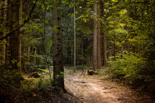 Ingyenes stockfotó erdő, fák, gyalogút témában