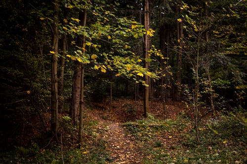 Ingyenes stockfotó erdő, fák, gyalogút témában