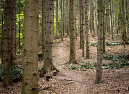Free Tranquil footpath through lush forest in Myślenice, showcasing natural beauty and peaceful scenery. Stock Photo