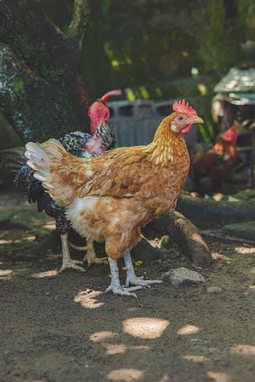 動物攝影, 垂直拍摄, 母鸡 的 免费素材图片