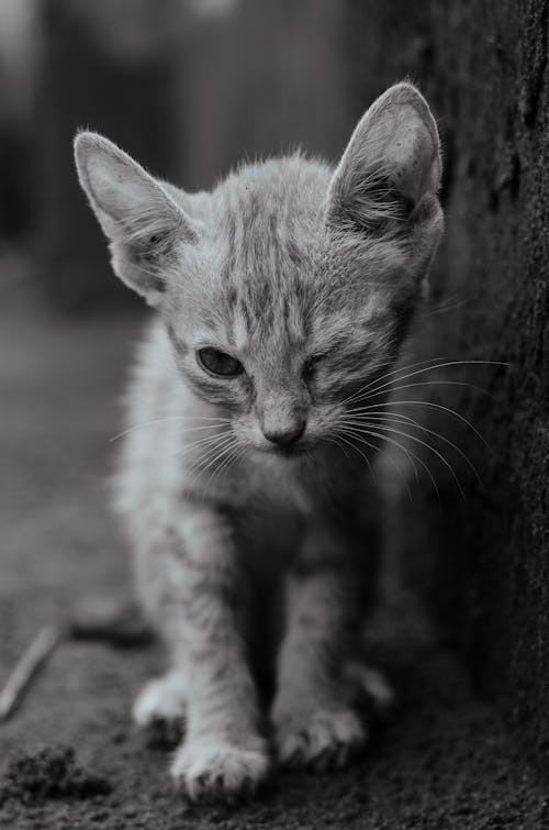 Kitten in Black and White