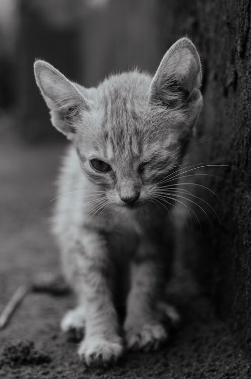 Kostenloses Stock Foto zu haustier, kätzchen, katze