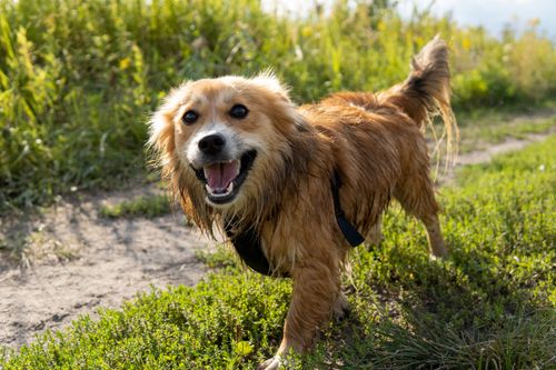 Free Joyful dog standing on a dirt road surrounded by lush greenery in Brzegi, Małopolskie, Poland. Stock Photo