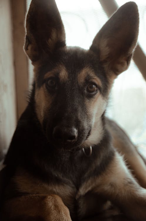 Fotobanka s bezplatnými fotkami na tému domáce zviera, na zvislo, pes