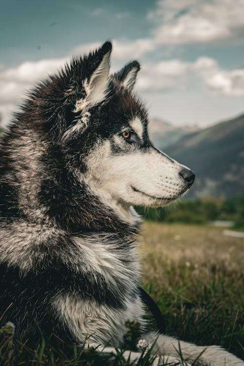 Gratis lagerfoto af dyrefotografering, hoved, hund