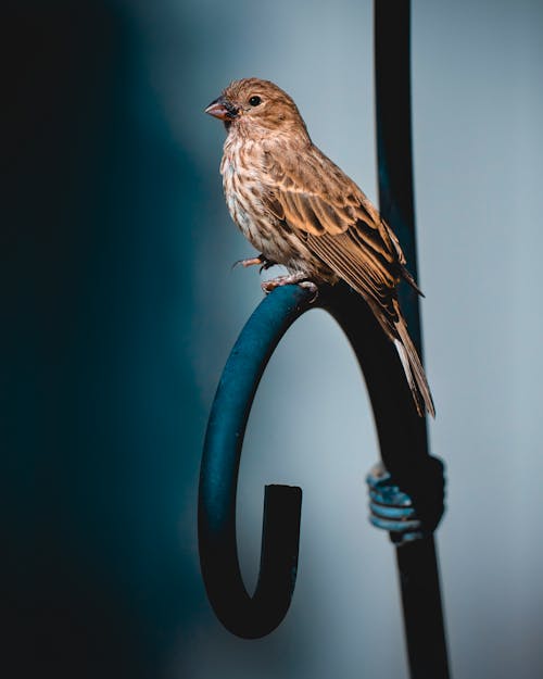 Free Sparrow Perching on Metal  Stock Photo