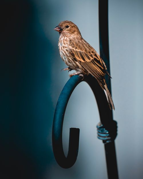 Free A house sparrow perches gracefully on a metal rod in Wenatchee, showcasing wildlife beauty. Stock Photo