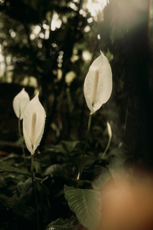 White Spathiphyllum Flowers 