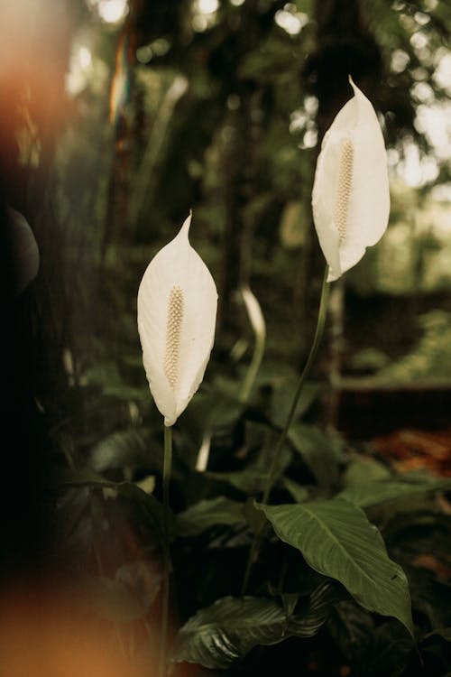 White Spathiphyllum Flowers