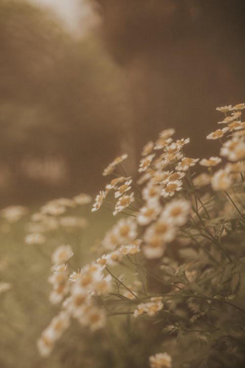 bitki örtüsü, çayır, Çiçekler içeren Ücretsiz stok fotoğraf