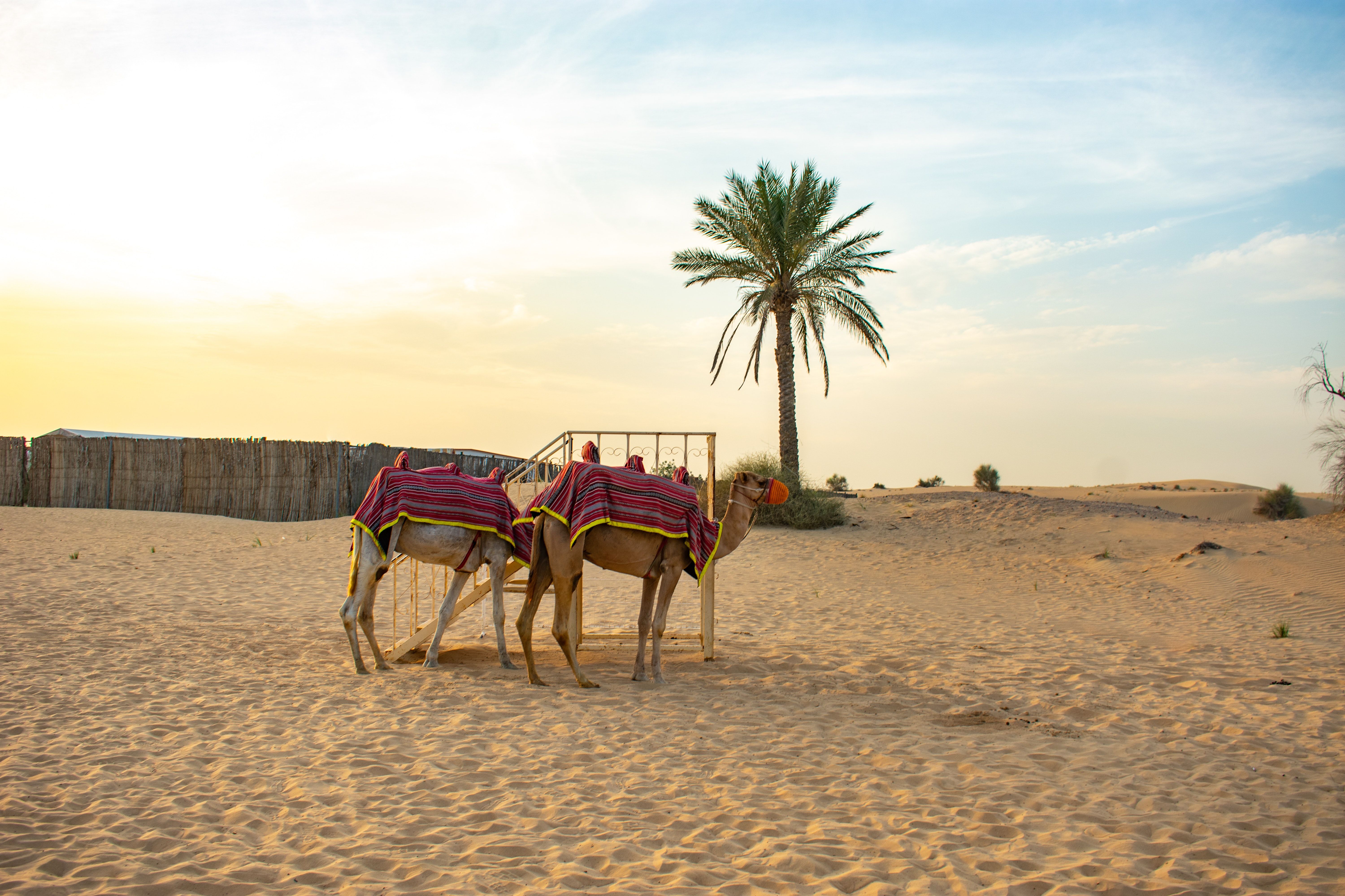 Two camels stand in a sunny desert beside a palm tree. Two camels stand in a sunny desert beside a palm tree.