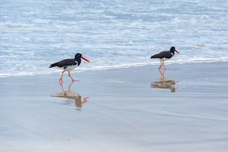 Oyster Catchers On A Beach