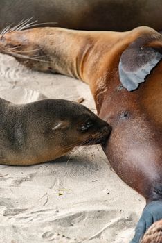 A tender moment between a mother and baby seal on a sandy beach, showcasing wildlife in nature.