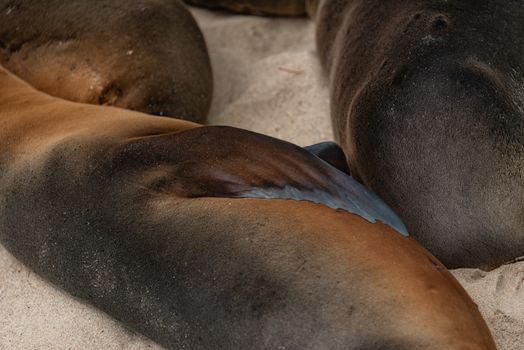 Detailed close-up of seals lying on sand, capturing the texture of their skin and surroundings.