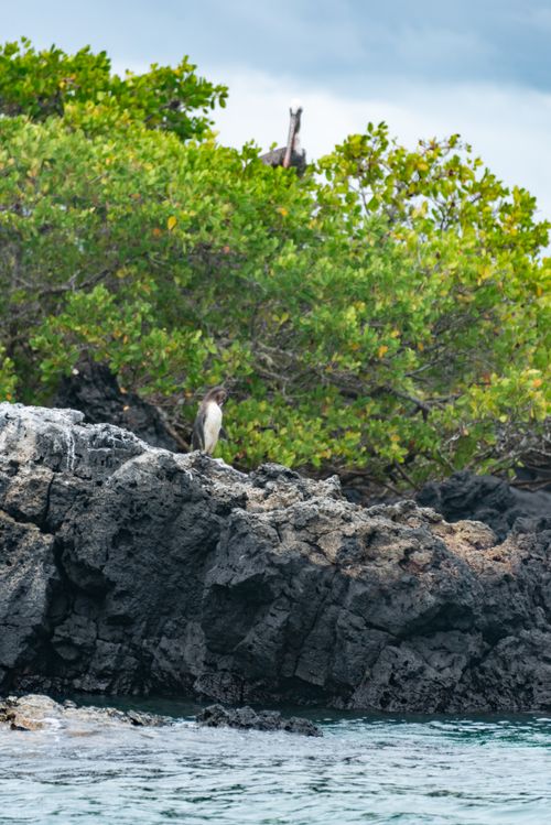 Free A seabird stands on a rocky shore surrounded by lush green trees against a cloudy sky. Stock Photo