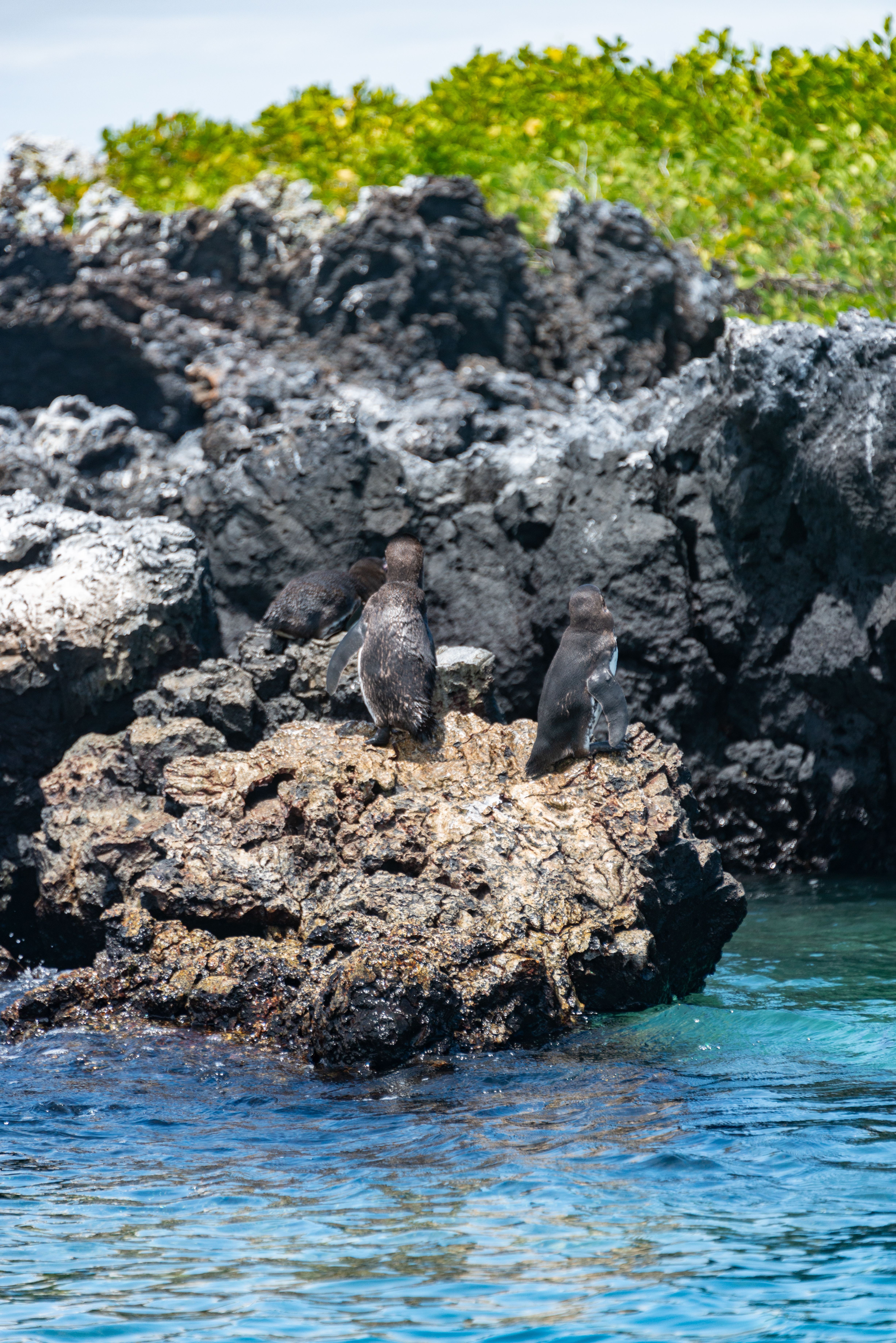 Birds on a Rock Over the River · Free Stock Photo
