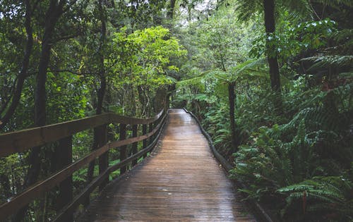 Wooden Path in a Tropical Forest