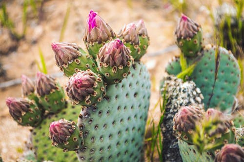 Close up of Cactus Fruit