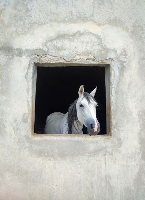 White horse looking out from a rustic window in Kermanshah, Iran. Calm and serene rural scene.