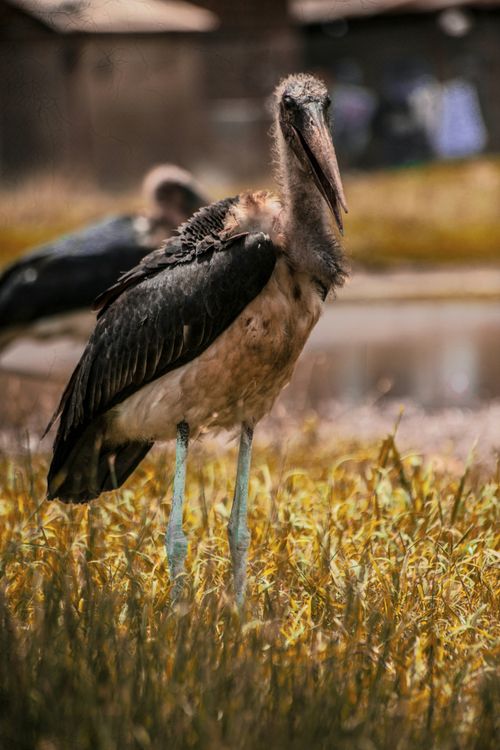 Free Detailed portrait of a Marabou Stork in its wetland habitat, showcasing its unique features. Stock Photo