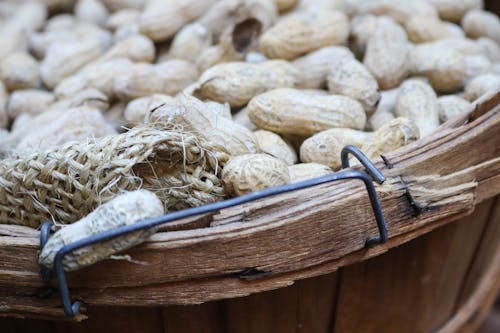 Kacang Coklat Di Wadah Coklat