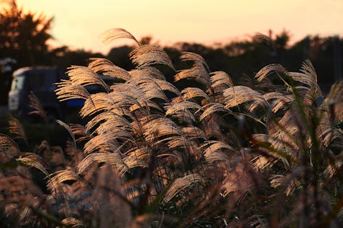 Foto profissional grátis de alvorecer, área, cair da noite