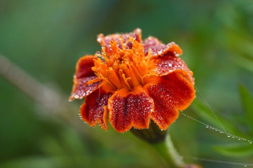 Dew Drops on a Marigold Flower