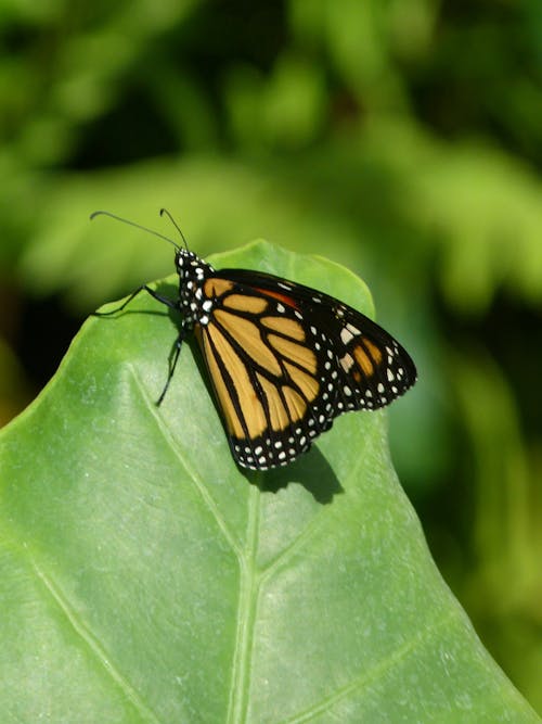 Free stock photo of butterfly, monarch butterfly Stock Photo