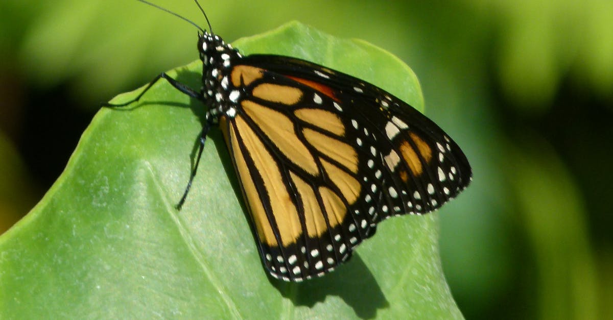 Free stock photo of butterfly, monarch butterfly