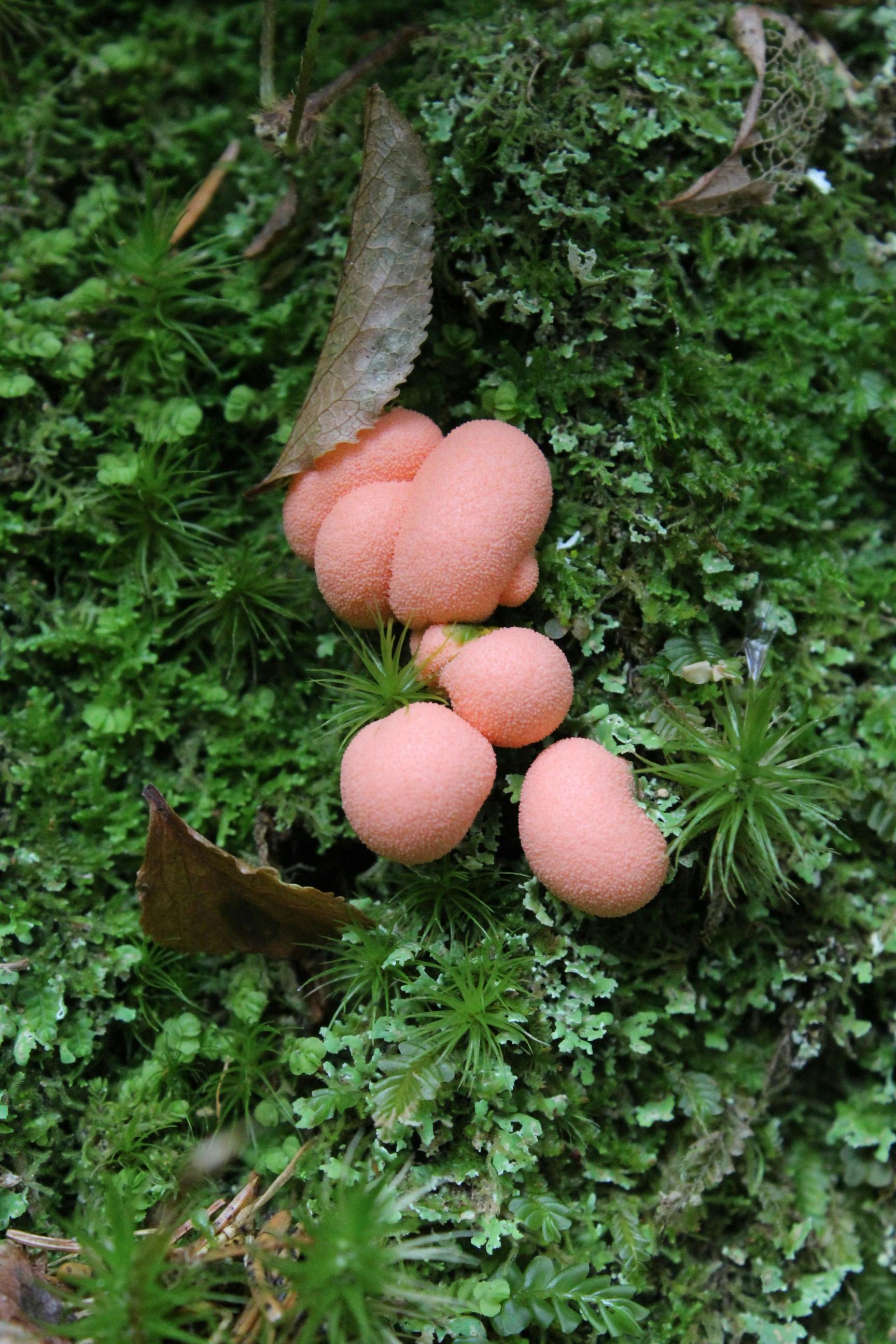 Pink Mushrooms in a Forest · Free Stock Photo