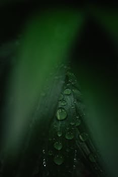 Artistic capture of raindrops on lush green leaves creating a serene natural atmosphere.