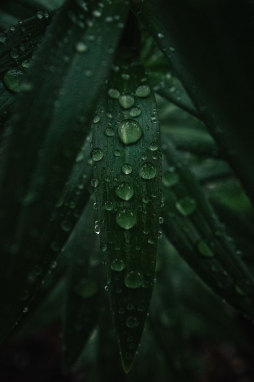 Free Detailed macro shot of raindrops on lush green leaves, creating a serene natural scene. Stock Photo