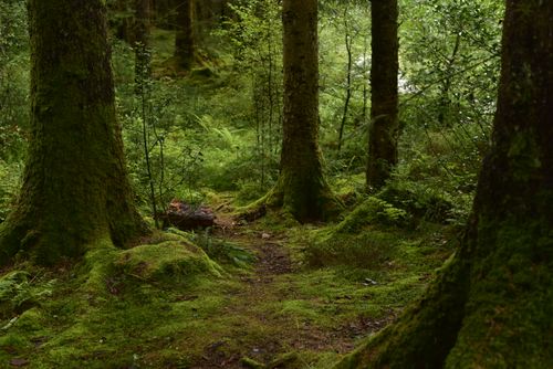 Free Explore the serene and lush green forest in Luss, Scotland, captured with vibrant details. Stock Photo