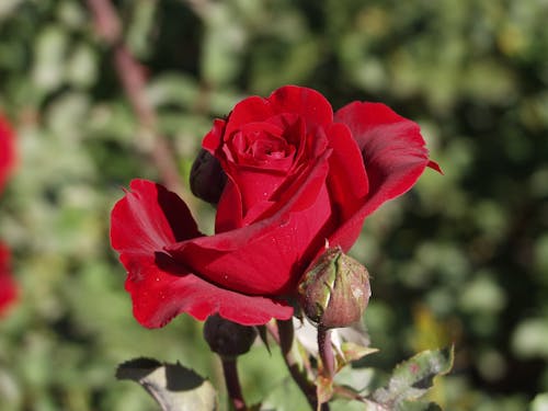 Ảnh lưu trữ miễn phí về hoa, hoa hồng, màu đỏ