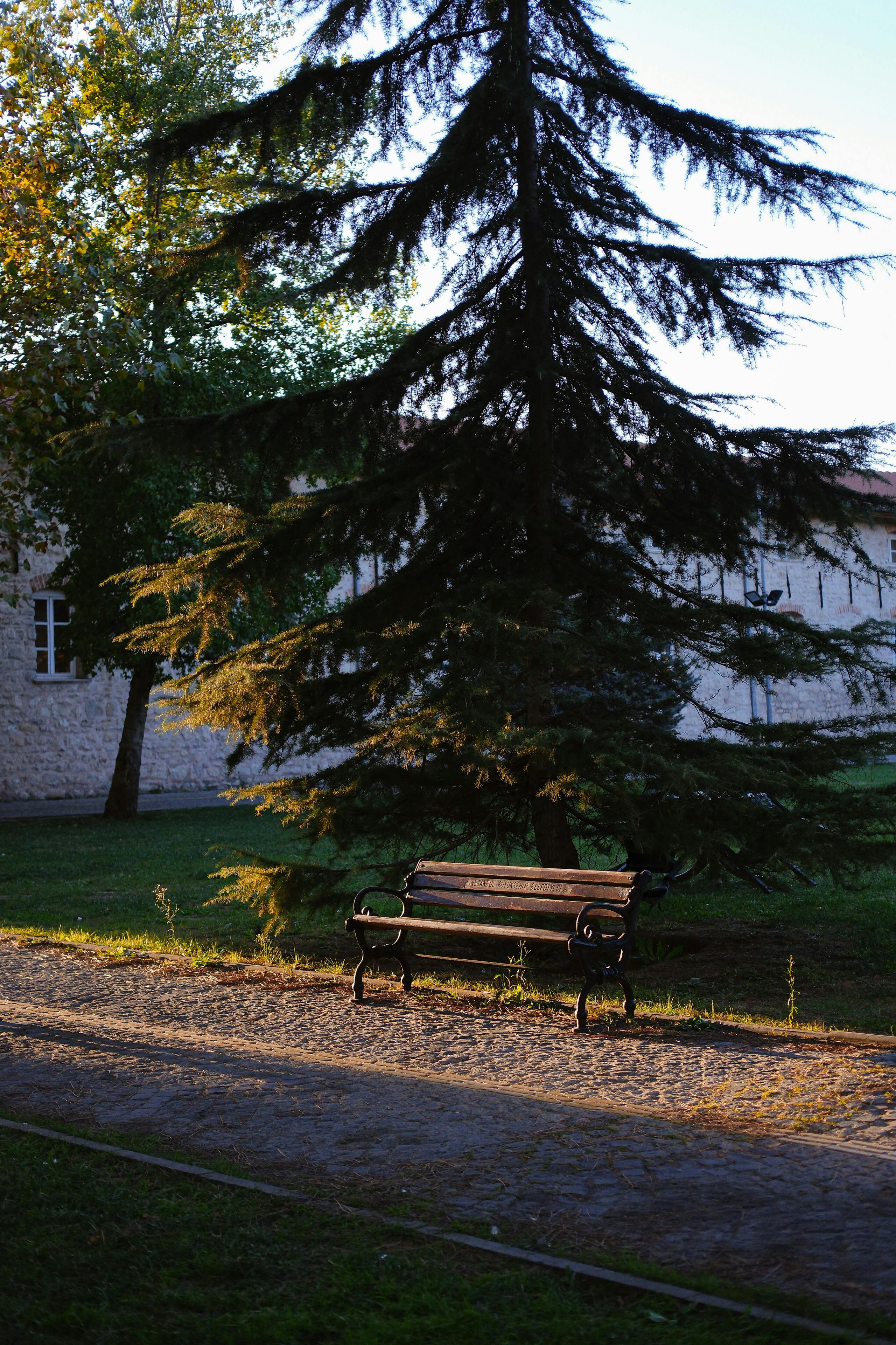 a bench is sitting in front of a tree