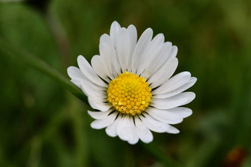 Chamomile Flower on a Meadow