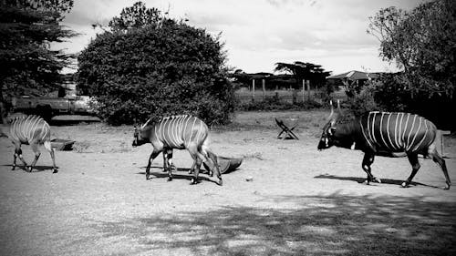 Bongo Breakfast 